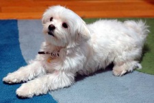 image of maltese_dog