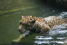 image of jaguar_car