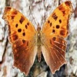 image of animal