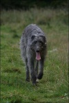 image of scottish_deerhound #1