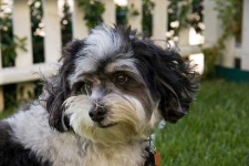 image of animal