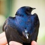 image of bird