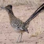 image of bird