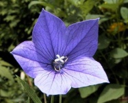 image of balloon_flower #30