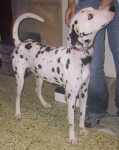 image of dalmatian