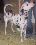 image of dalmatian #11