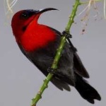 image of bird