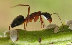 image of ant