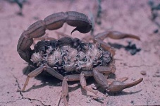 image of scorpion