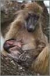 image of baboon