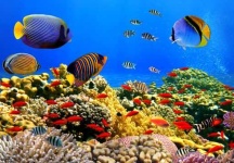 image of reef