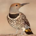 image of bird