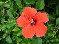 image of flower