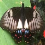 image of animal