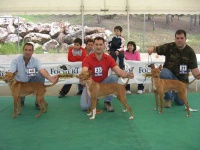 image of ibizan_hound