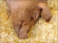 image of hog