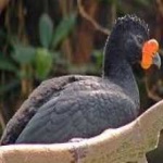 image of bird