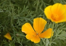 image of flower