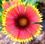 image of flower
