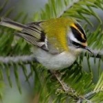 image of bird