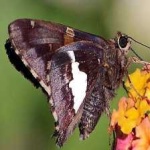 image of animal