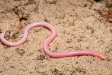 image of thunder_snake