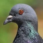 image of bird