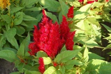 image of flower