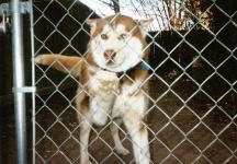 image of siberian_husky