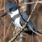 image of bird
