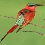 image of bird