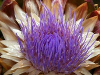 image of artichoke_flower #16