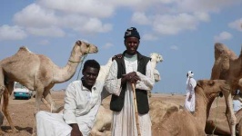 image of arabian_camel