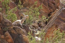 image of bighorn