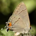 image of animal