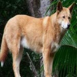 image of animal