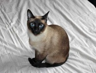 image of siamese #13