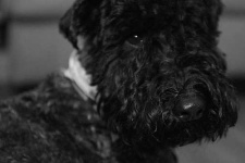 image of kerry_blue_terrier #7