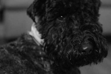 image of kerry_blue_terrier