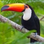 image of bird