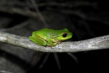 image of animal