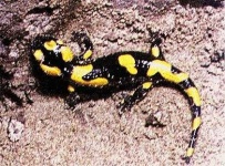image of european_fire_salamander
