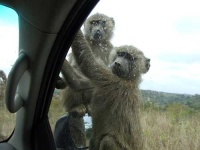 image of baboon