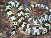 image of king_snake