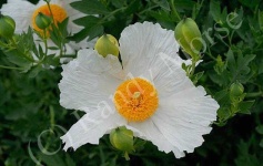 image of flower