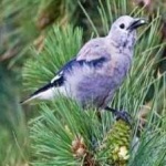 image of bird