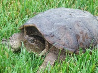 image of animal