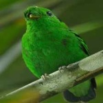 image of bird