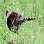 image of bird