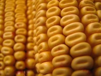 image of corn